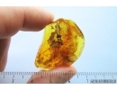 Extremely rare Big 27mm FISHFLY MEGALOPTERA CORYDALIDAE and More. Fossil inclusions Ukrainian Rovno amber #13795R