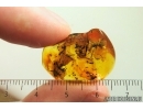 Rare Gladiator Mantophasmatodea. Fossil insect in Ukrainian Rovno amber #13796R
