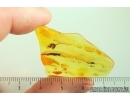 Extremely Rare Praying Mantis Mantodea. Fossil inclusion Ukrainian Rovno amber #13797R