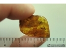 Spider Araneae and Wasp Hymenoptera Braconidae. Fossil inclusions Ukrainian Rovno amber #13804R