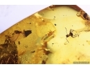 Spider, Ant, Coccid and Mite. Fossil inclusions Baltic amber #13812
