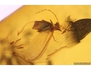 Spider, Ant, Coccid and Mite. Fossil inclusions Baltic amber #13812