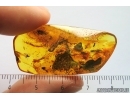 Spider, Ant, Coccid and Mite. Fossil inclusions Baltic amber #13812