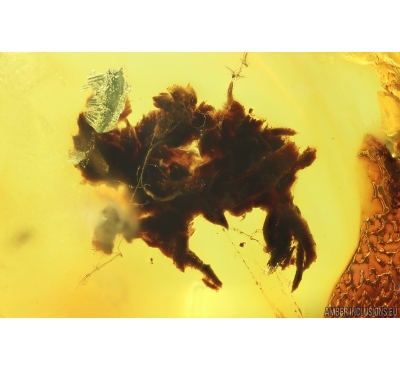 Spider Cocoon and Spider Web. Fossil inclusions in Baltic amber #13817