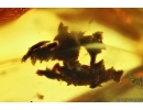 Spider Cocoon and Spider Web. Fossil inclusions in Baltic amber #13817