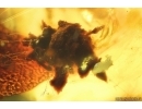Spider Cocoon and Spider Web. Fossil inclusions in Baltic amber #13817