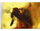 Spider Cocoon and Spider Web. Fossil inclusions in Baltic amber #13817
