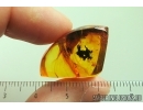 Spider Cocoon and Spider Web. Fossil inclusions in Baltic amber #13817