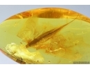 Very Nice ?Spider Cocoon.  Fossil inclusion in Baltic amber #13818