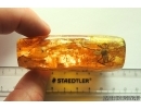 Huge 25mm Spider Araneae. Fossil inclusion in big 52g Ukrainian Rovno amber stone #13821R