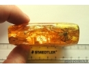 Huge 25mm Spider Araneae. Fossil inclusion in big 52g Ukrainian Rovno amber stone #13821R