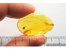 Spider Araneae. Fossil inclusion Baltic amber #13822