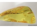 Nice Stalactite 33mm and Gall Midge Cecidomyiidae. Fossil inclusions in Baltic amber #13830