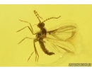 Nice Stalactite 33mm and Gall Midge Cecidomyiidae. Fossil inclusions in Baltic amber #13830