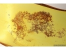 Nice  Stellate hairs, Plant. Fossil inclusion Baltic amber #13832