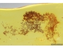 Nice  Stellate hairs, Plant. Fossil inclusion Baltic amber #13832