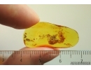Nice  Stellate hairs, Plant. Fossil inclusion Baltic amber #13832