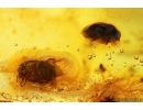 Nice Oak Flower and 4 Beetles. Fossil inclusions in Baltic amber stone #