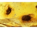 Nice Oak Flower and 4 Beetles. Fossil inclusions in Baltic amber stone #