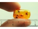 Nice Oak Flower and 4 Beetles. Fossil inclusions in Baltic amber stone #
