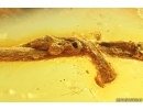 Very Nice Unusual Leaves. Fossil inclusions in Baltic amber #13834