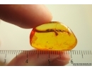 Very Nice Unusual Leaves. Fossil inclusions in Baltic amber #13834
