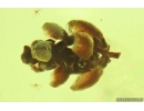 Nice Thuja Cone. Fossil inclusion in Ukrainian Rovno amber #13835R