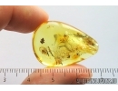 Nice Thuja Cone. Fossil inclusion in Ukrainian Rovno amber #13835R