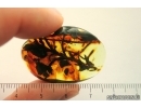 Rare Big Plant 35mm Cypress Cupressaceae. Fossil inclusion Ukrainian Rovno amber #13836R