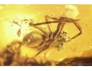 Moss Bryophyta, Spider and Gnats. Fossil Inclusions Big 49g Ukrainian Rovno amber stone #13837R