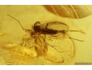 Moss Bryophyta, Spider and Gnats. Fossil Inclusions Big 49g Ukrainian Rovno amber stone #13837R