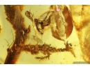 Moss Bryophyta, Spider and Gnats. Fossil Inclusions Big 49g Ukrainian Rovno amber stone #13837R