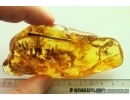 Moss Bryophyta, Spider and Gnats. Fossil Inclusions Big 49g Ukrainian Rovno amber stone #13837R