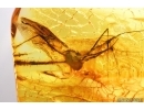 Harvestman Opiliones and More. Fossil inclusion in Baltic amber #13838