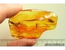Harvestman Opiliones and More. Fossil inclusion in Baltic amber #13838