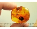 Harvestman Opiliones. Fossil inclusion in Baltic amber #13839