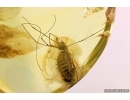 Harvestman Opiliones and Unknown Larva in camouflage! Fossil inclusions in Ukrainian Rovno amber #13840R