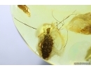 Harvestman Opiliones and Unknown Larva in camouflage! Fossil inclusions in Ukrainian Rovno amber #13840R