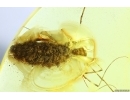 Harvestman Opiliones and Unknown Larva in camouflage! Fossil inclusions in Ukrainian Rovno amber #13840R
