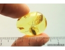 Harvestman Opiliones and Unknown Larva in camouflage! Fossil inclusions in Ukrainian Rovno amber #13840R