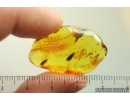Two Caddisflies Trichoptera. Fossil inclusions Baltic amber #13841