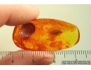 Caddisfly Trichoptera. Fossil insect Baltic amber #13842