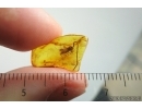 Cricket Orthoptera. Fossil insect in Baltic amber #13843
