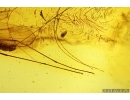 Mammalian hair and Crane fly Limoniidae. Fossil inclusions Baltic amber #13844