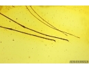 Mammalian hair and Crane fly Limoniidae. Fossil inclusions Baltic amber #13844