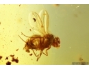 Woodlice Isopoda and Long-legged fly Dolichopodidae Fossil Inclusions Ukrainian Rovno amber stone #13845R