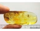 Woodlice Isopoda and Long-legged fly Dolichopodidae Fossil Inclusions Ukrainian Rovno amber stone #13845R