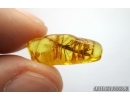 Nice Plant. Fossil inclusion in Baltic amber #13869