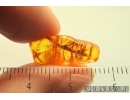 Nice Plant. Fossil inclusion in Baltic amber #13869