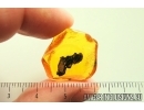 Plant fragment. Fossil inclusion Baltic amber stone #13870